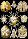 Echinidea - Ernst Heinrich Haeckel