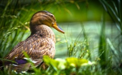 Duck, Mallard, Background