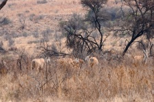 Eland Obscured By Dry Vegetation