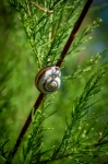 Eobania Vermiculata, Painted Snail