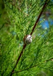 Eobania Vermiculata, Painted Snail