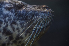 Face Of A Sea Lion Underwater