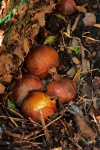 Fallen Rotten Pomegranates