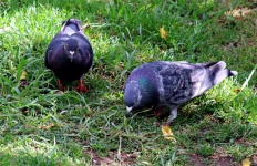 Feral Pigeons