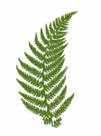 Fern Leaf Silhouette Clipart
