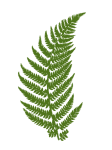 Fern Leaf Silhouette Clipart