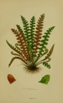 Fern Leaves Spleenwort Vintage