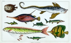 Pisces Vintage Art Illustration