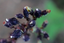 Flower Buds On Red Basil Plant