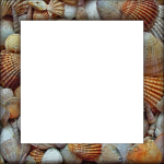 Photo Frame Frame Holiday Seashells