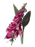Foxglove Flowers Watercolor Art