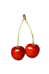 Fruits Vintage Cherries Art
