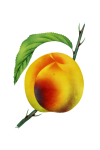 Fruits Vintage Peach Art
