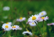 Daisy Flower Meadow Blossoms