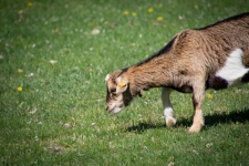 Goat, Farm Animals