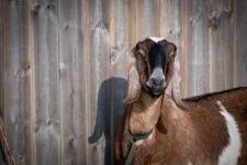 Goat, Farm Animals