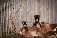 Goats, Farm Animals