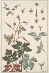 Geranium Flowers Art Nouveau