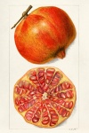 Pomegranate Fruit Vintage Art