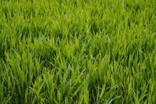 Grass Grasses Meadow Green