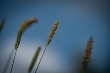 Grass, Wild Plant