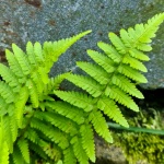 Green Fern Leaf