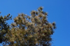Green Pine Tree Branches With Cones