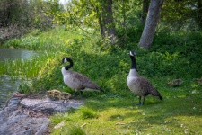 Greater Canada Goose, Chicks