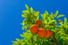 Growing Oranges