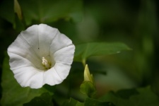 Bindweed, White Flower