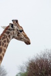 Head Of A Giraffe Against Bleak Sky
