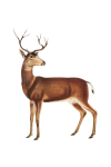 Deer Vintage Clipart Art