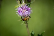 Honeybee, Thistle, Insect