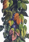 Hop Foliage Leaves Illustration