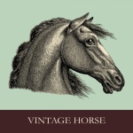 Horse Head Portrait Illustration