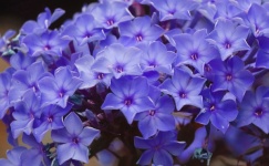 Hydrangea Flower Blossoms Violet