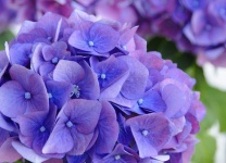 Hydrangea Flowers Blue Petals