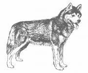 Husky Dog Art Illustration