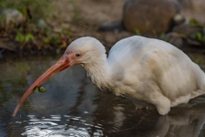 Ibis With Food Caught In Mouth