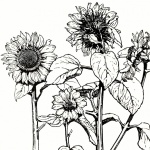 Illustration Drawing Sunflowers