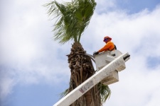 Trimming A Palm Tree