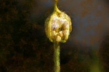 Stylized Flower Pod Photo