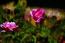 Pink Rose Grunge Image
