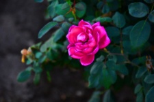 Stylized Pink Rose Photo