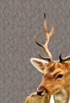 Human Deer Animal Photo Collage