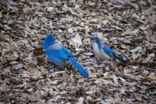 Scrub Blue Jay Bird