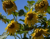 Photograph Of Sunflower Cluster