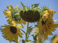 Photograph Of Sunflower Cluster