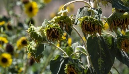 Photograph Of Wilted Sunflower