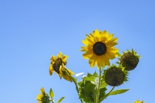 Photograph Of Sunflower
